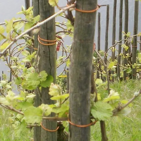 Prázdninový dům In Landhuisstijl Met Uitzicht Op De Moezel *